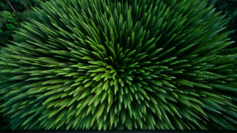 الأمازون على حافة الهاوية المناخية: تحذيرات علمية متزايدة