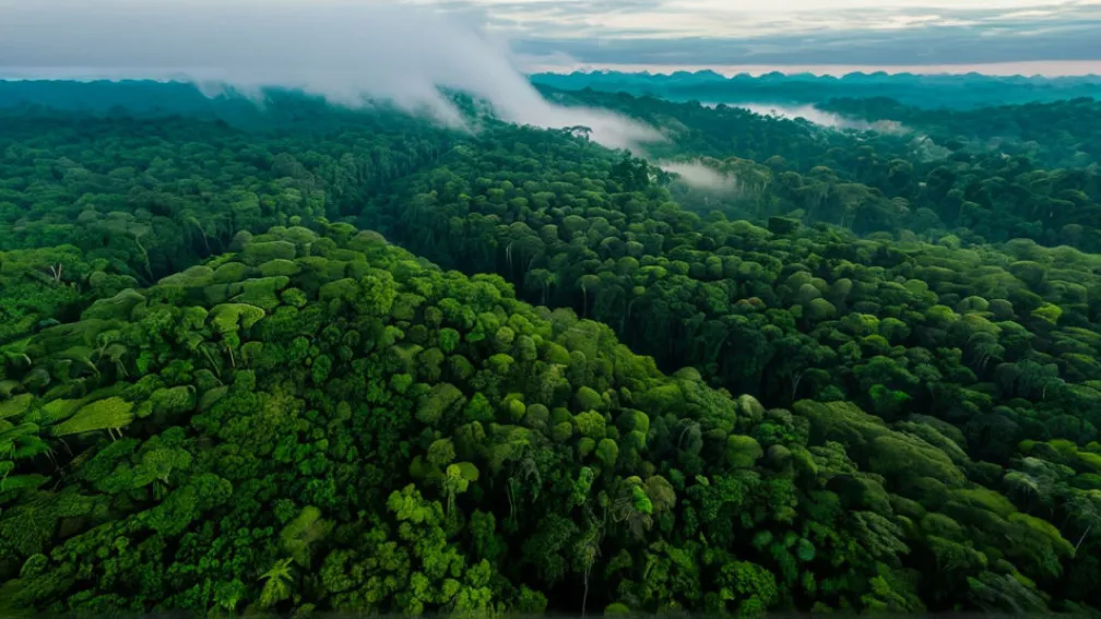 الأمازون: هل لا تزال "رئة الكوكب الخضراء" في خطر تدهور دورها البيئي؟