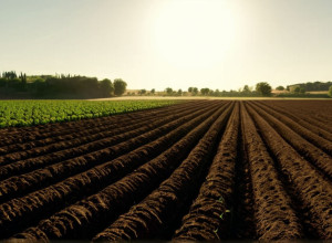 عائلة سورية تعود إلى الوطن بعد المنفى لإحياء الزراعة