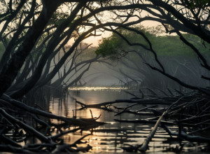 جمهورية الكونغو الديمقراطية: ليلة مروعة لعائلة بالقرب من منتزه أشجار المانغروف البحري