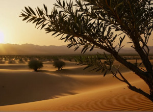 خطة ترامب لغزة: «سلام أبدي» يواجه تحديات الواقع