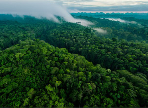 الأمازون: هل لا تزال "رئة الكوكب الخضراء" في خطر تدهور دورها البيئي؟