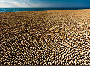 فهم مبادرة البحر الأسود لتصدير الحبوب