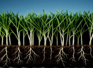 تمثيل مجرد لتحرير الجينوم، خيوط DNA متشابكة وجذور نباتات، ترمز إلى التقدم التكنولوجي في الزراعة