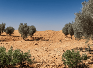 مخرج فلسطيني حائز على أوسكار مُعتقل