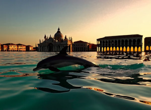 دولفين "ميمو" في البندقية: جاذبية سياحية تثير قلق الخبراء