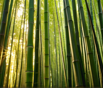 دبلوماسية الباندا: باريس وبكين تواصلان التعاون رغم التوترات