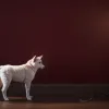 الروائية صوفي دي بير: كيف تطورت صورة الأم في المجتمع والأدب؟